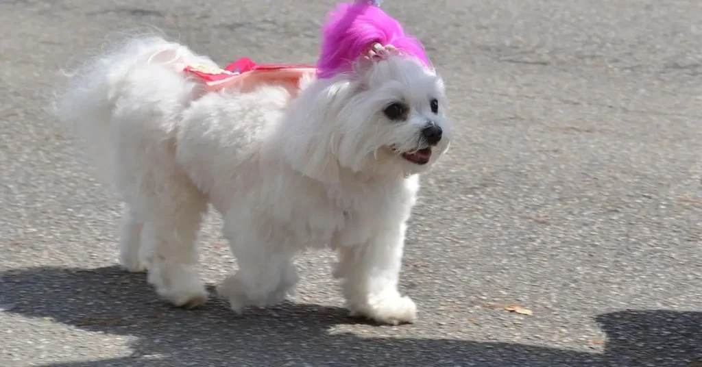 cachorro maltes femea com um enfeite rosa na cabeça passeando na calçada.