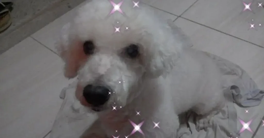 cachorro poodle branco sentado encima de um pano no châo.