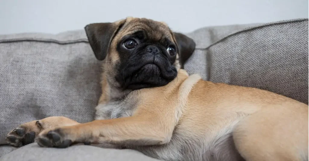 cachorro pug marro deitado no sofar cinza.