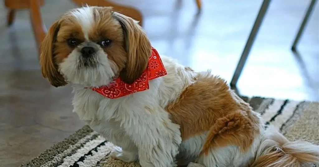 cachorro shih-tzu sentado no tapete