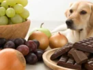 o que cachorro não pode comer