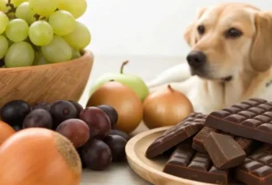 o que cachorro não pode comer