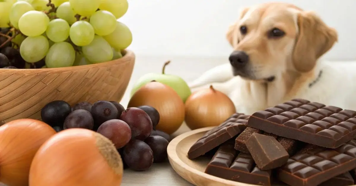 o que cachorro não pode comer